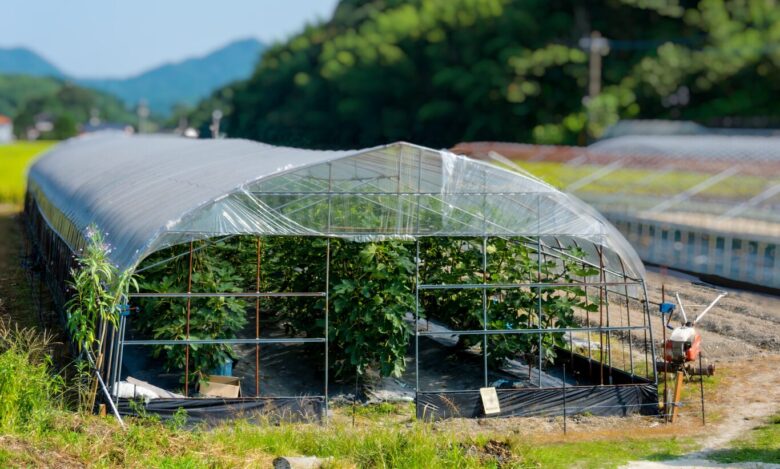 スイカ 雨よけ 100 均で簡易ハウスは作れる?