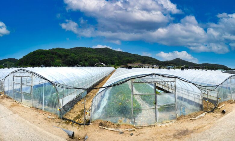 メロン 雨よけ 100 均対策の実用性と注意点