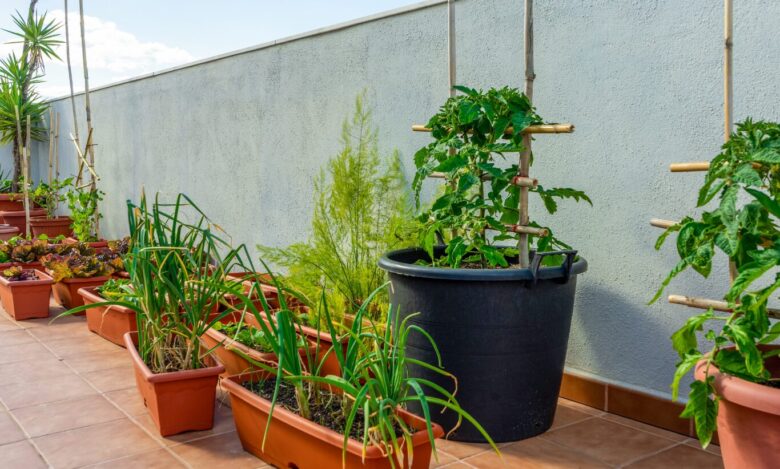 小さい鉢で育てる植物 外で楽しむコツ